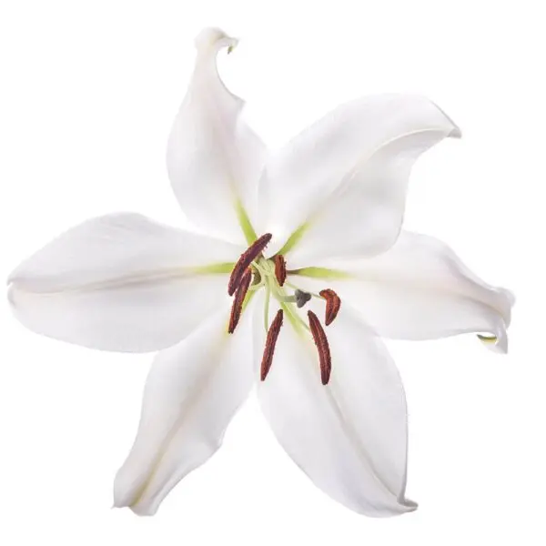 M25 Oriental Lilies White