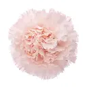 M25 LG Carnations Peach Brut 