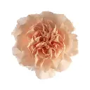 M25 LG Carnations Peach Novia 