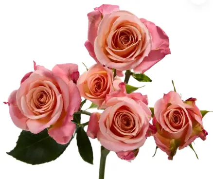 M26 50cm Spray Roses Peachy Pink Jewel 