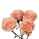 M25 Spray Roses Peach Baby Reservoir 