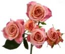 M26 50cm Spray Roses Peachy Pink Jewel 