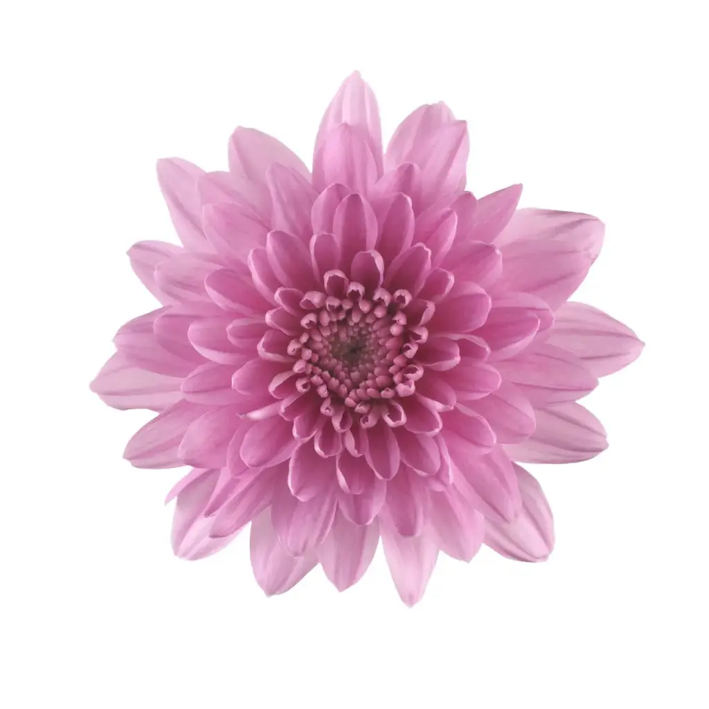 M25 Chrysanthemums Pink Candor 
