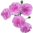 M25 Mini Carnations Lilac Provenza