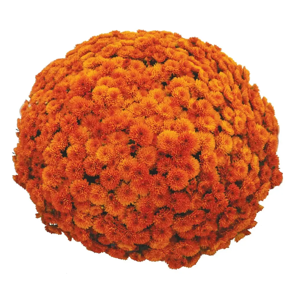 AL26 Chrysanthemums Light Orange Drum