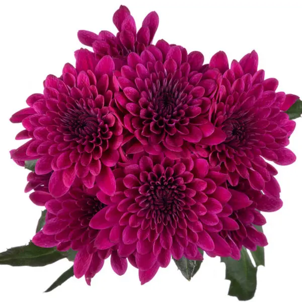 M25 Chrysanthemums Deep Purple Impulse