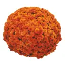 AL26 Chrysanthemums Light Orange Drum