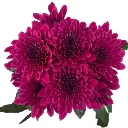 M25 Chrysanthemums Deep Purple Impulse