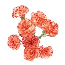 M25 Mini Carnations Peach/Orange Rafflesia