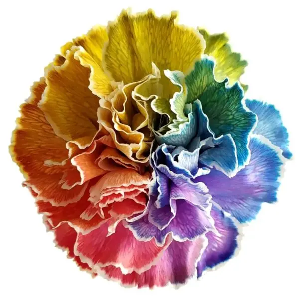 M26 DISCOUNTED LG Carnations Rainbow Tinted
