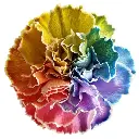 (A) V26 LG Carnations Rainbow Tinted