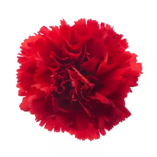 AL26 LG Carnations Red Daniko