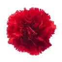M25 LG Carnations Red Daniko 