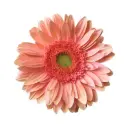 M26 Gerberas Soft Pink Salmon