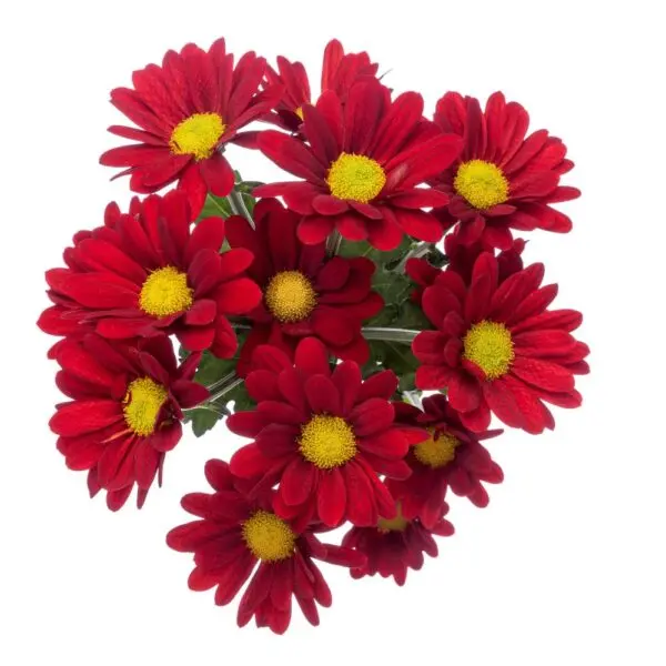 AL26 Daisies Red Valentino