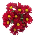 AL26 Daisies Red Valentino