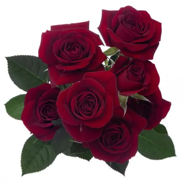 V26 60CM Spray Roses Deep Red Rubicon