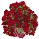 V26 40CM Spray Roses Deep Red Rubicon