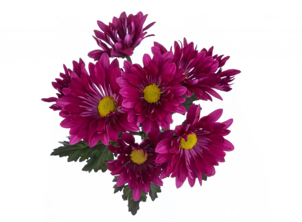 M26 Daisies Purple Show 