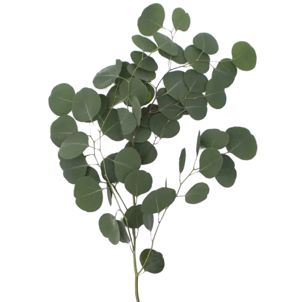 M25 Eucalyptus Silver Dollar