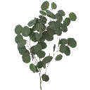 M25 Eucalyptus Silver Dollar