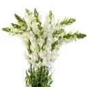AL26 Snap Dragon White