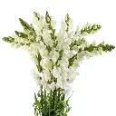 M25 Snap Dragon White 