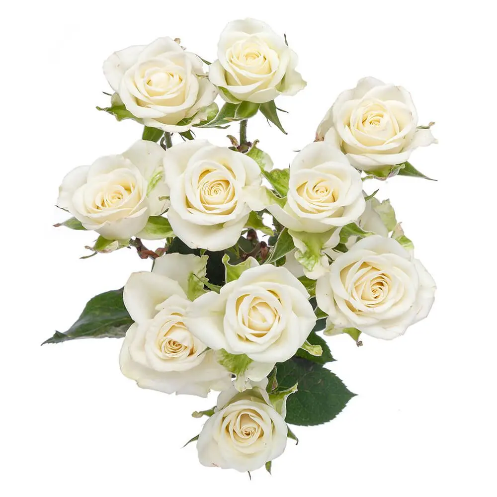 (B) V26 40cm Spray Roses White Snowflake 