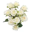 V26 40cm Spray Roses White Snowflake 