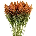 M25 Solidago Tinted Assorted