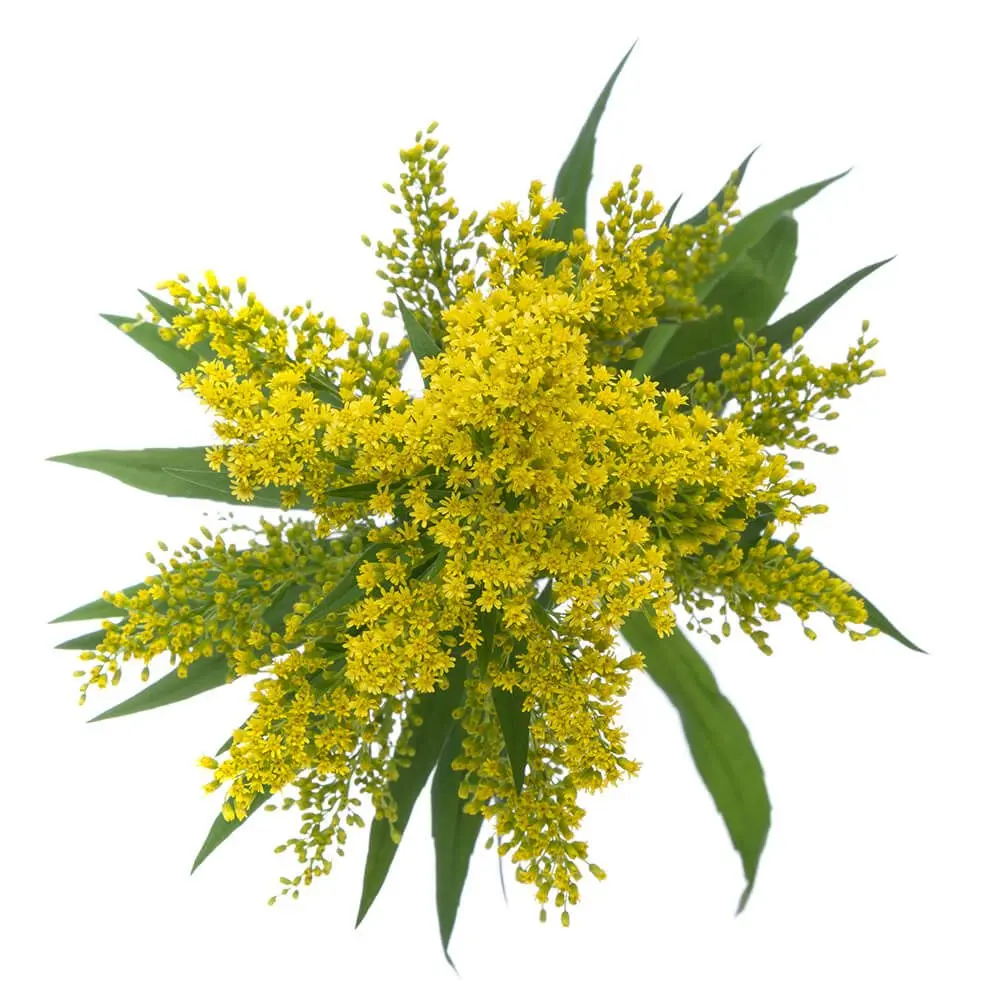 M26 Solidago Yellow Tara
