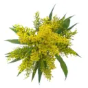 M26 Solidago Yellow Tara