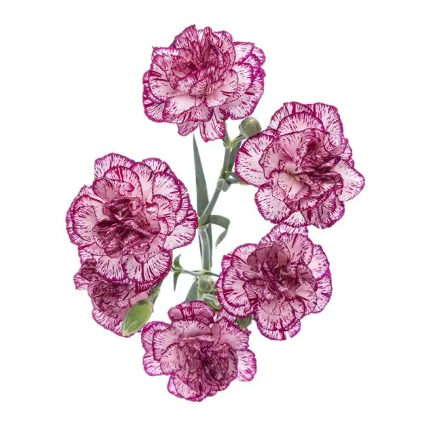 M25 Mini Carnations Purple/White Spectro
