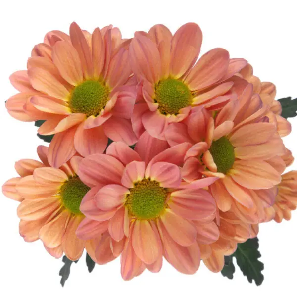 M25 Daisies Peach Tequila Sunrise 