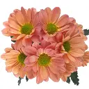 M25 Daisies Peach Tequila Sunrise 