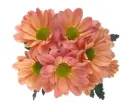 M26 Daisies Variegated Peach Tequila Sunrise 