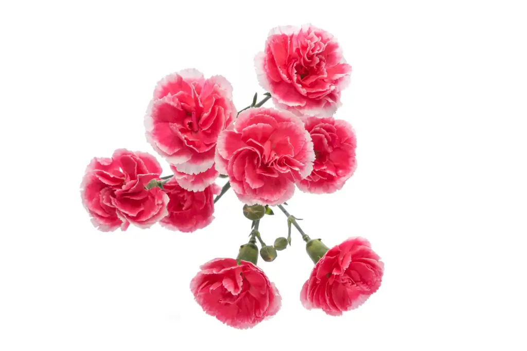 M25 Mini Carnations Variegated Pink Laila/Tessino