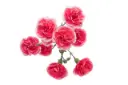 M25 Mini Carnations Variegated Pink Laila/Tessino