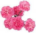 M25 Mini Carnations Variegated Pink Laila