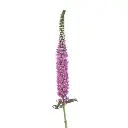 M25 Veronica Spray Assorted