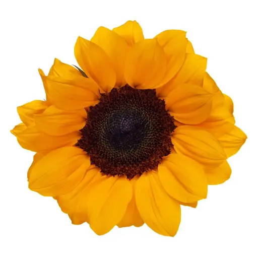 (A) V26 Medium Sunflowers Vincent
