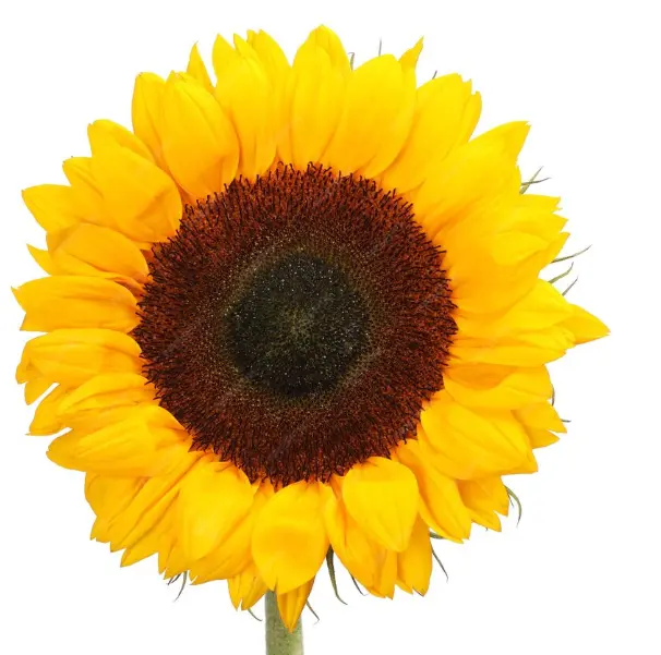 AL26 Medium Sunflowers Vincent (Single Stem)