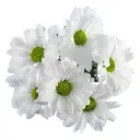 M25 Daisies White Alma 