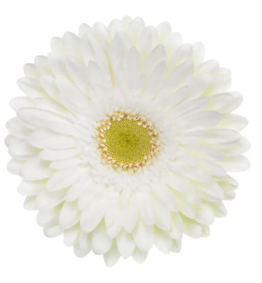 M25 Gerbera White Fahrenheit 