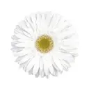 M26 Gerberas White