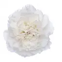 M25 LG Carnations White Komachi Blanco 