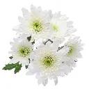 M25 Chrysanthemums White Maisy 