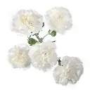 M25 Mini Carnations White Nimbus