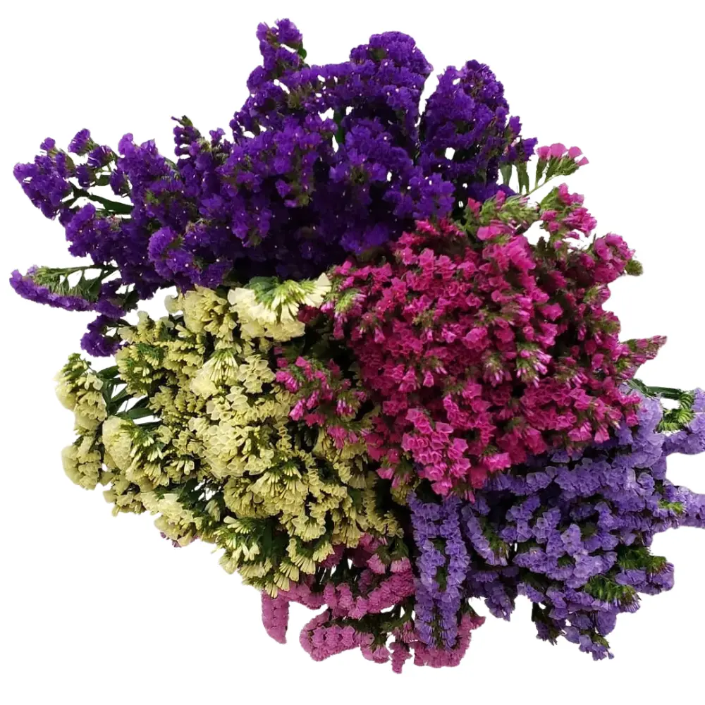 Statice Assorted 60cm