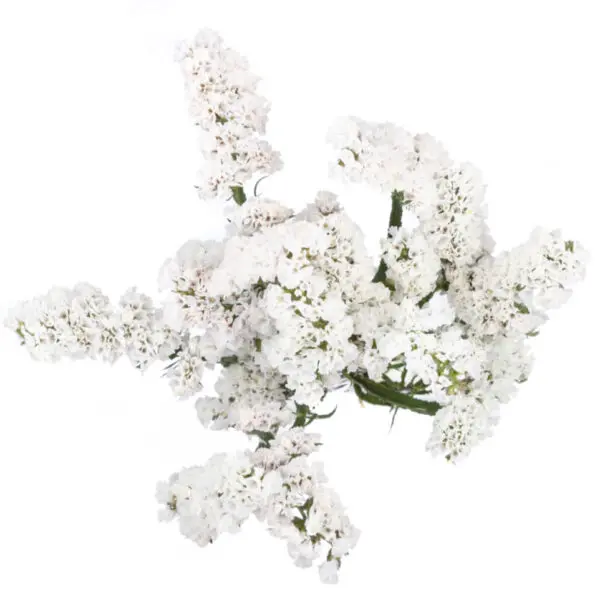 Statice White (10st)